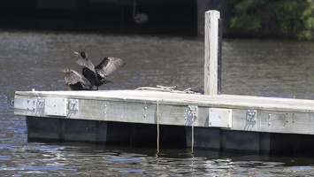 403-3914 Charles River Cruise - Cormorant